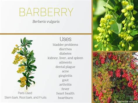 burberry fruit traduzione|Barberry Benefits, Uses, Dosage and Side Effects .